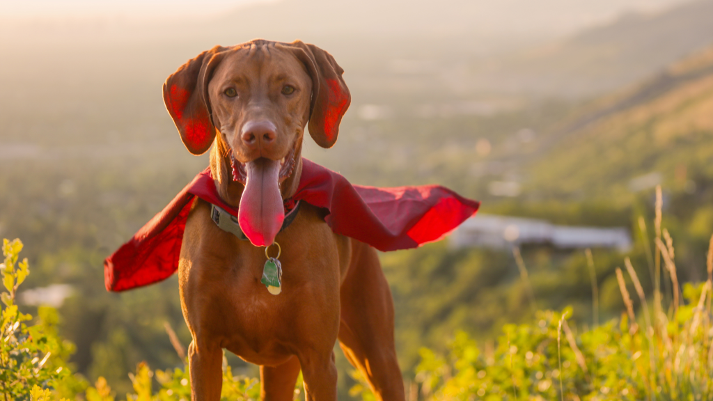 The Healthiest Dog Breeds on the Planet – See Where Your Dog Ranks!