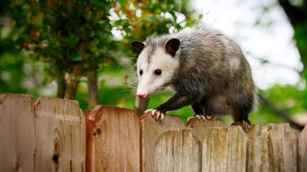Fun Opossum Facts and Video