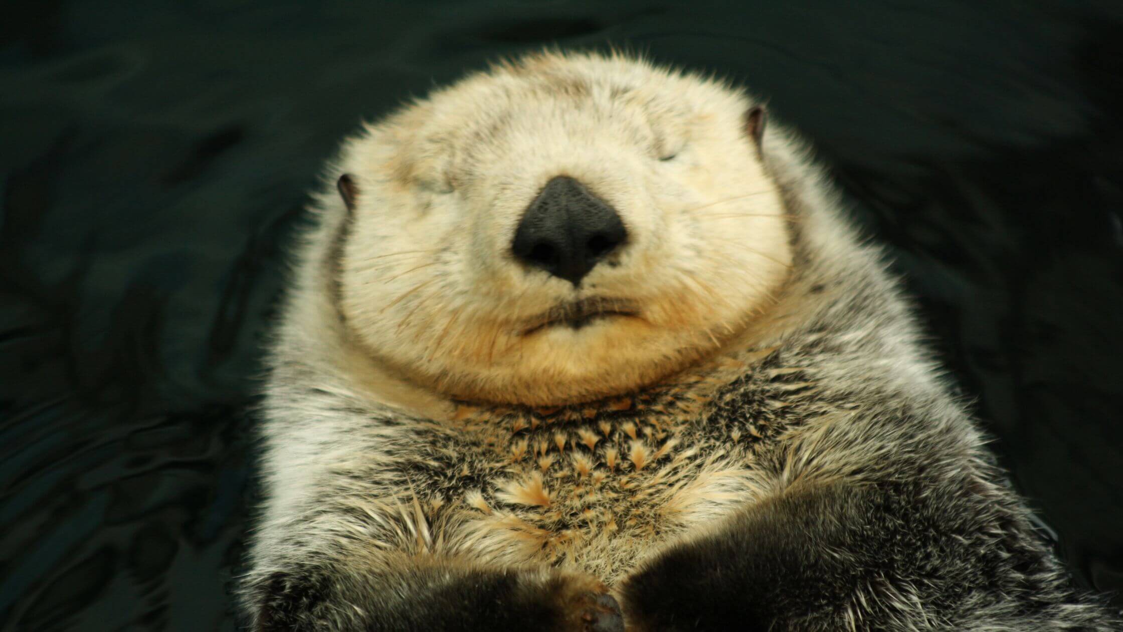 Can Otters Be Domestic Pets? Care, Costs, and Characteristics