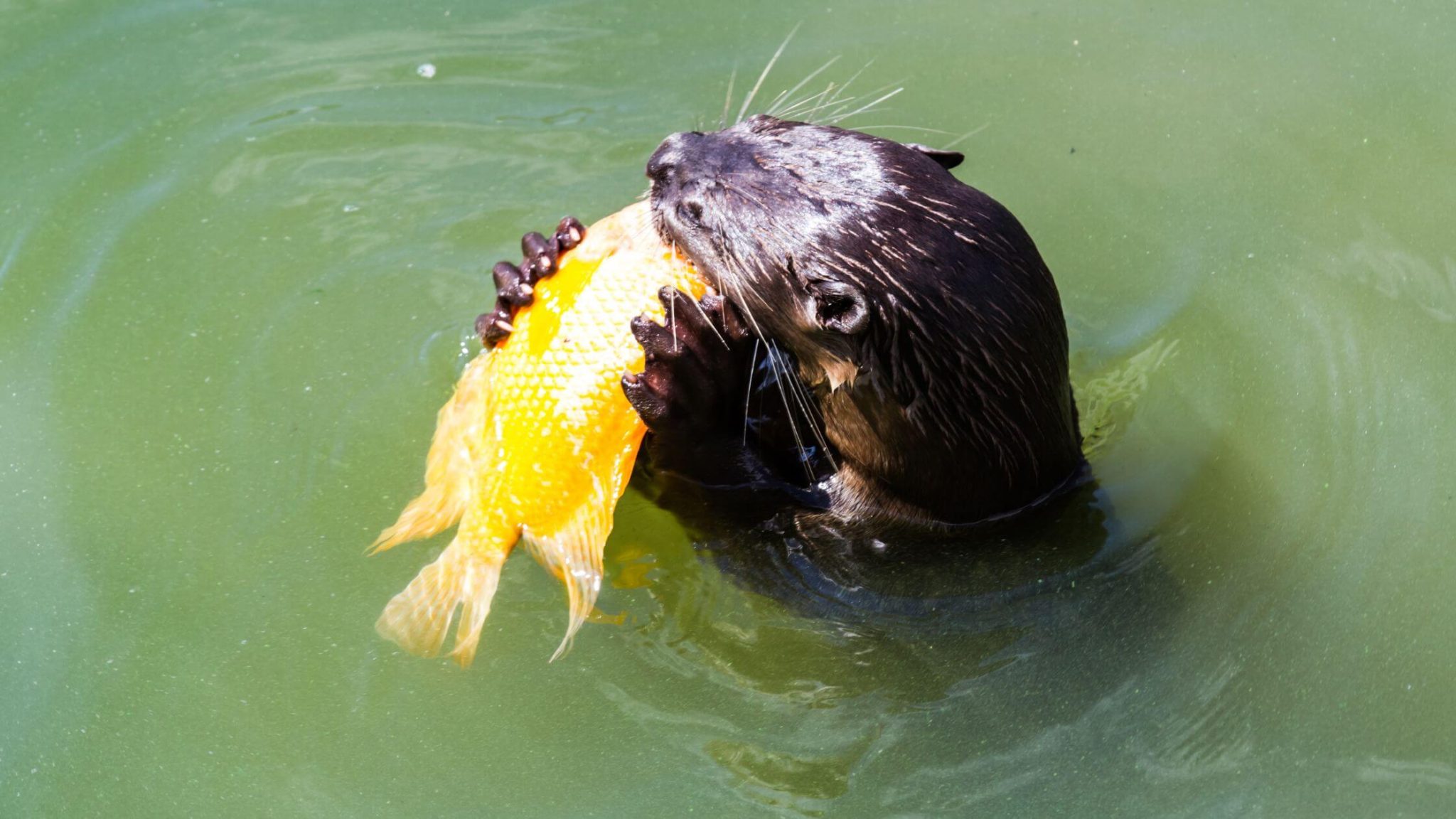 Can Otters Be Domestic Pets Care Costs and Characteristics