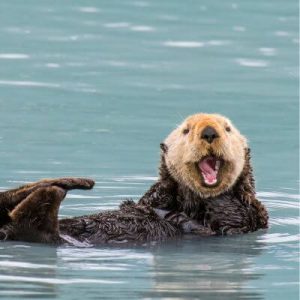 Can Otters Be Domestic Pets? Care, Costs, and Characteristics