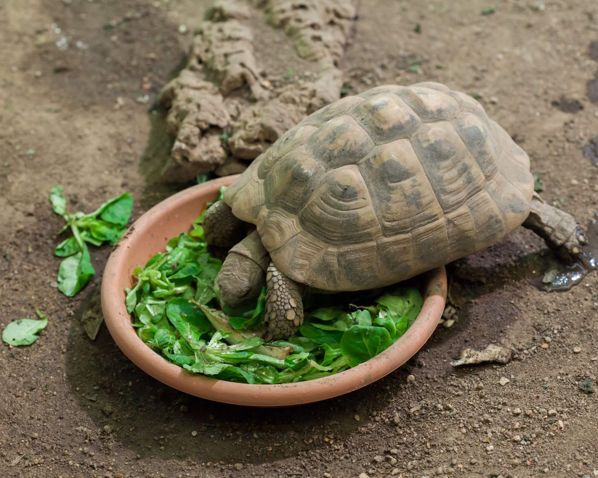 Desert Tortoise Guide: California to Arizona Basic Care for Your Pet Turtle