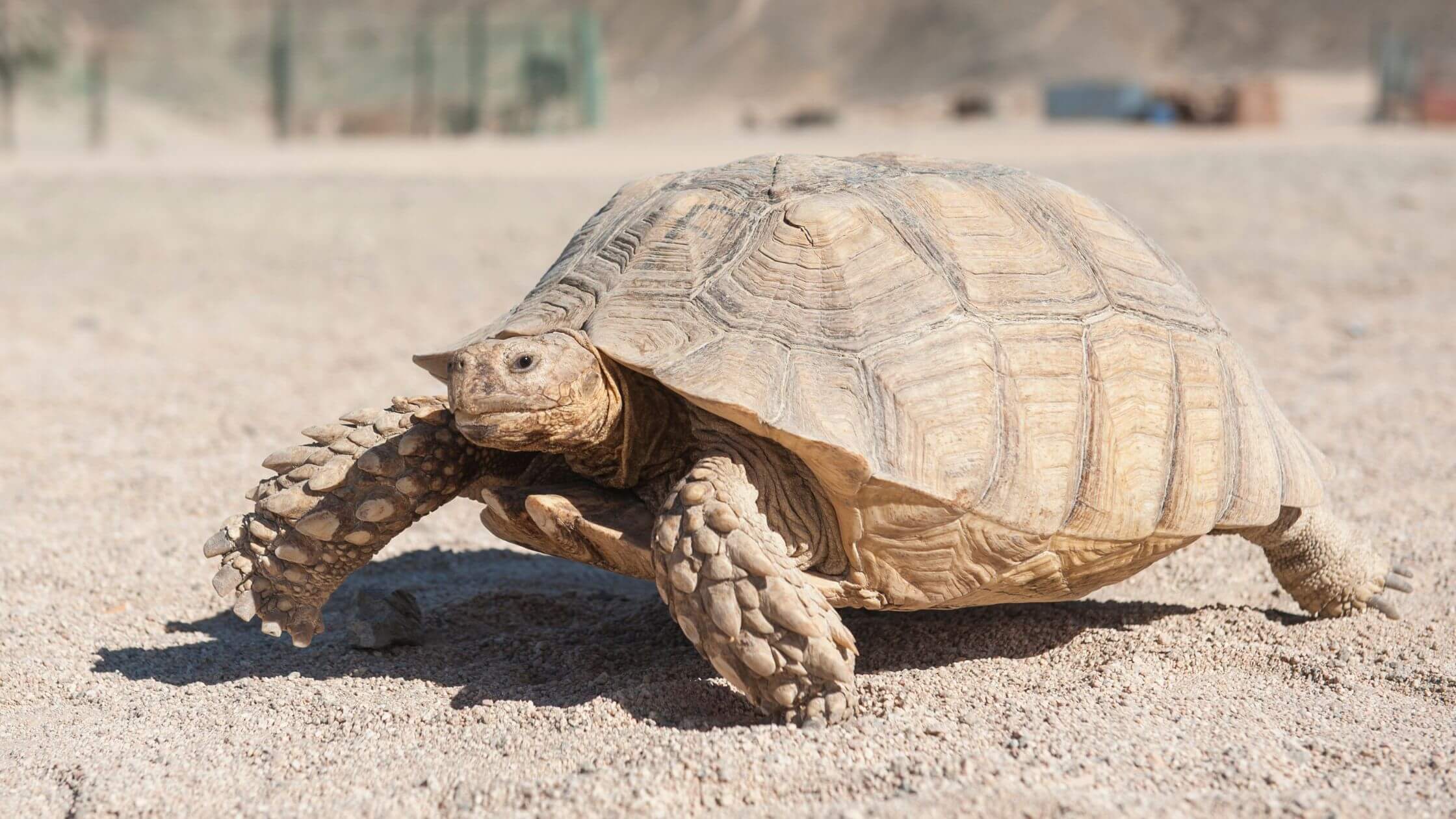 Desert Tortoise Guide: California to Arizona Basic Care for Your Pet Turtle