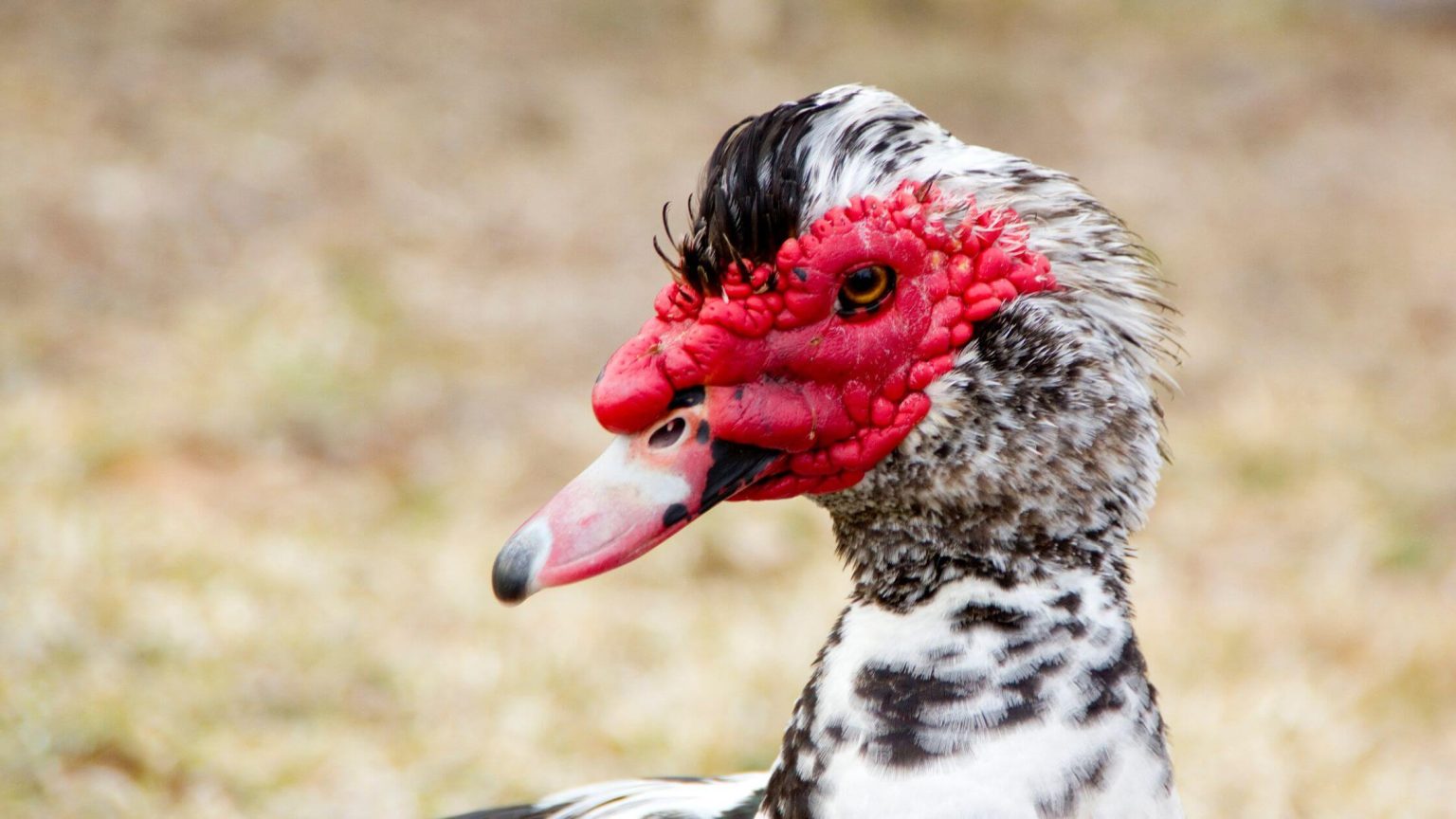 Discover the Joys of Muscovy Ducks as Pets